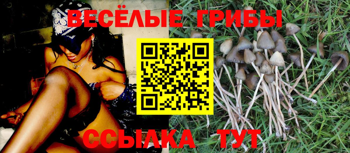 Чернушка  Галлюциногенные грибы GOLDEN TEACHER  Псилоцибиновые грибы Psilocybe  Вход с VPN 